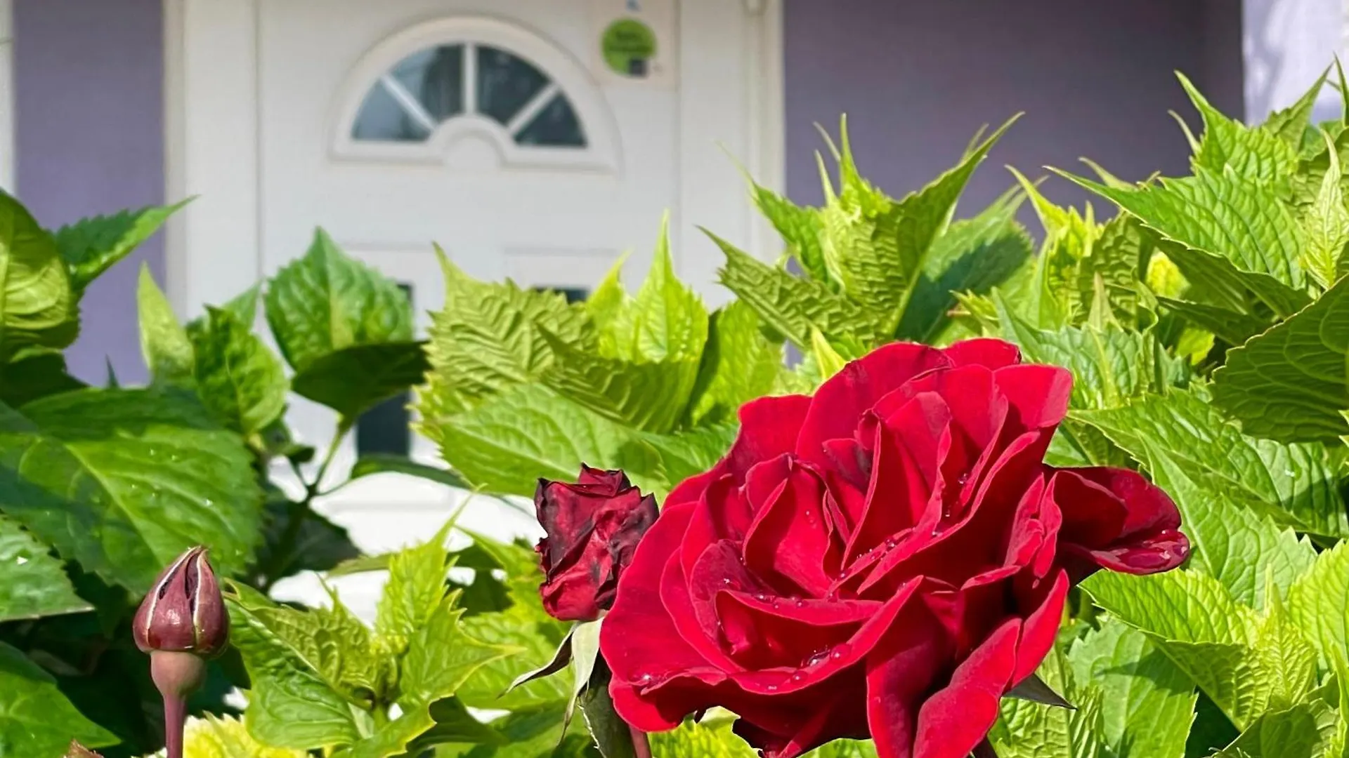 Villa Millefiori - Apartments Mali Losinj